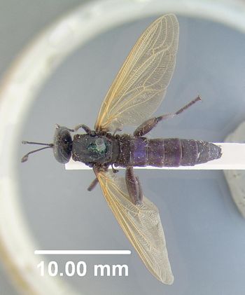 Media type: image;   Entomology 10658 Aspect: habitus dorsal view